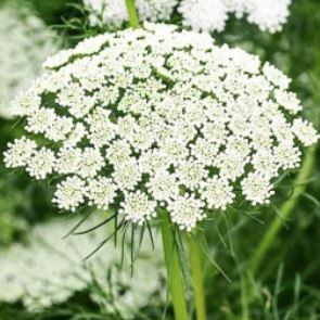 Ammi Majus Queen Ann's Lace By Case